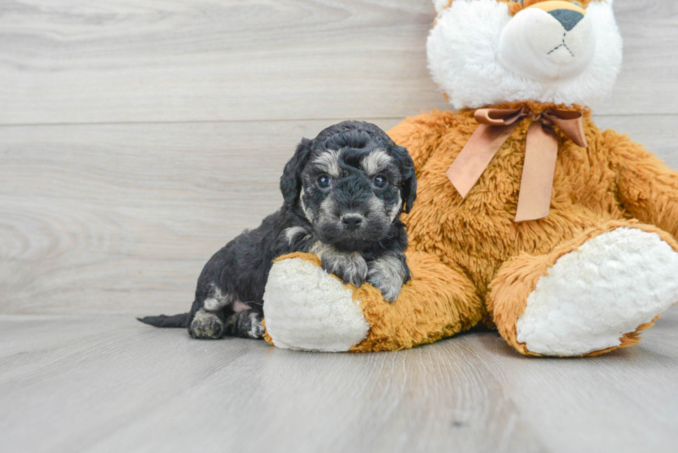 Poochon Puppy for Adoption