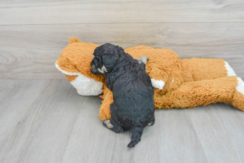 Best Poochon Baby