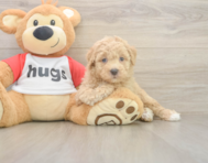 8 week old Poochon Puppy For Sale - Premier Pups