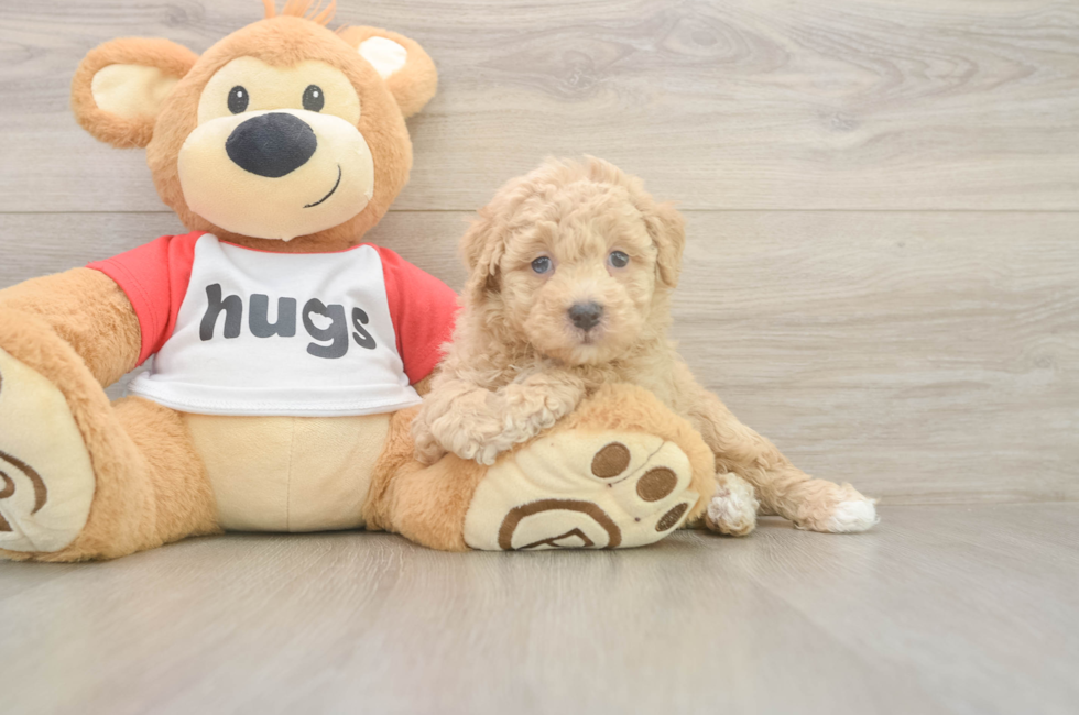 5 week old Poochon Puppy For Sale - Premier Pups