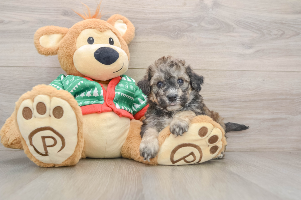 Poochon Pup Being Cute