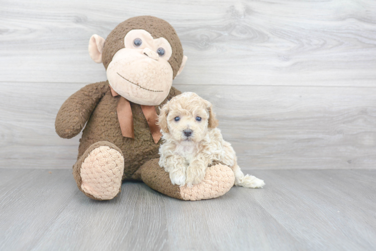 Energetic Bichpoo Poodle Mix Puppy