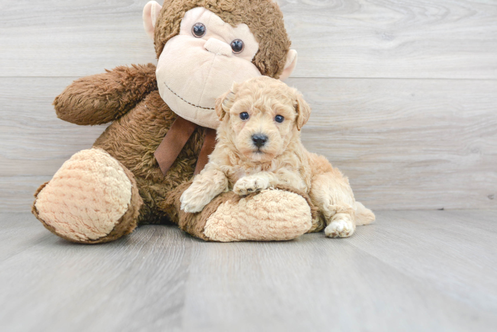 Funny Poochon Poodle Mix Pup