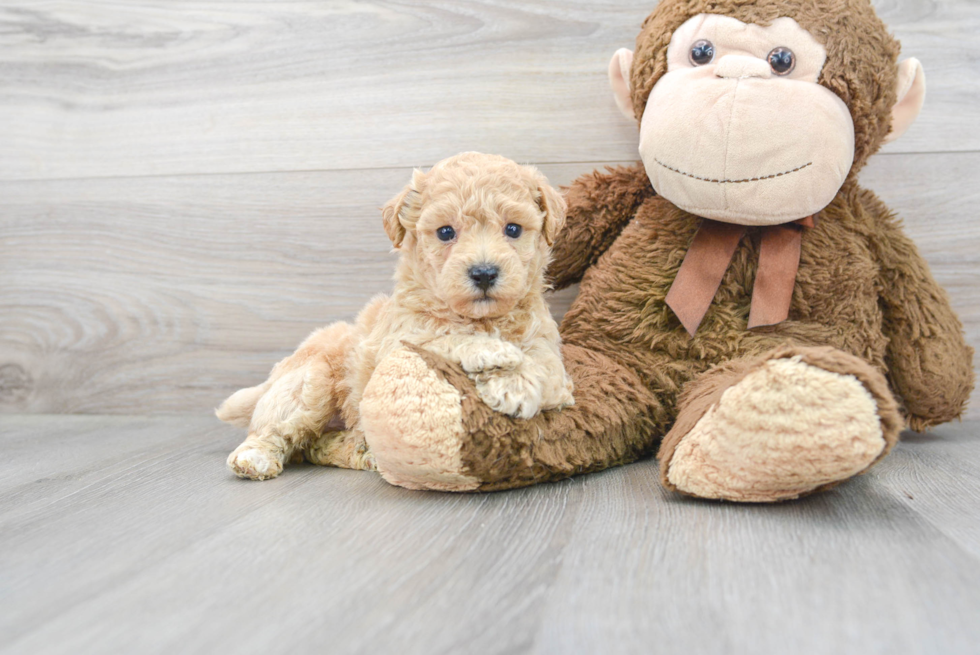 Energetic Bichpoo Poodle Mix Puppy