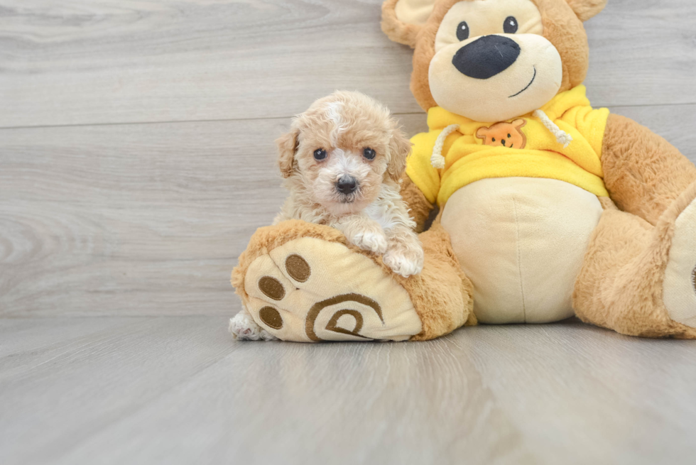 Friendly Poochon Baby