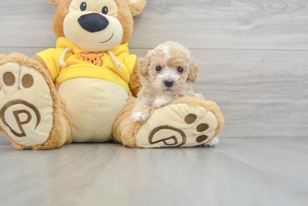 Fluffy Poochon Poodle Mix Pup