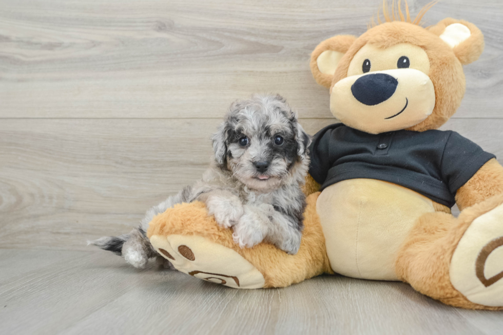 Hypoallergenic Bichpoo Poodle Mix Puppy