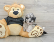 6 week old Poochon Puppy For Sale - Premier Pups
