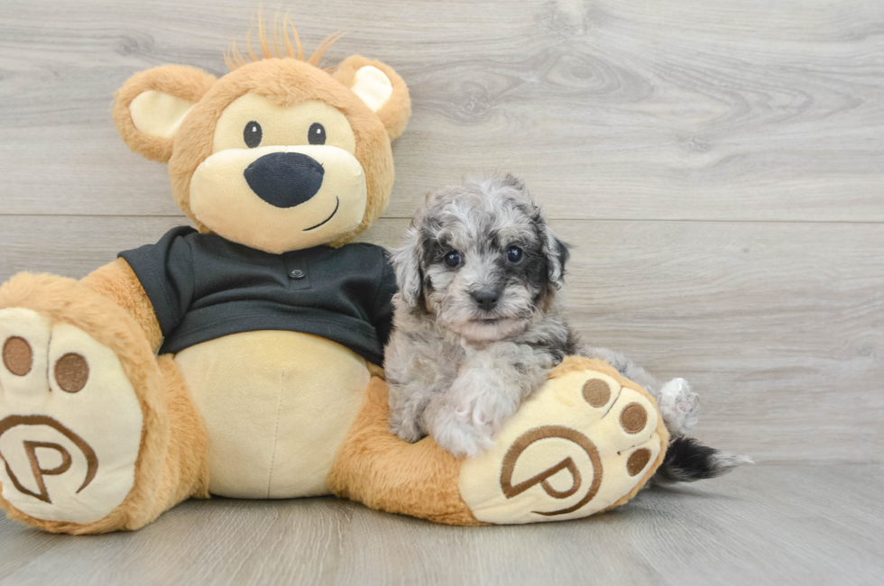 5 week old Poochon Puppy For Sale - Premier Pups