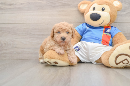 Poochon Puppy for Adoption