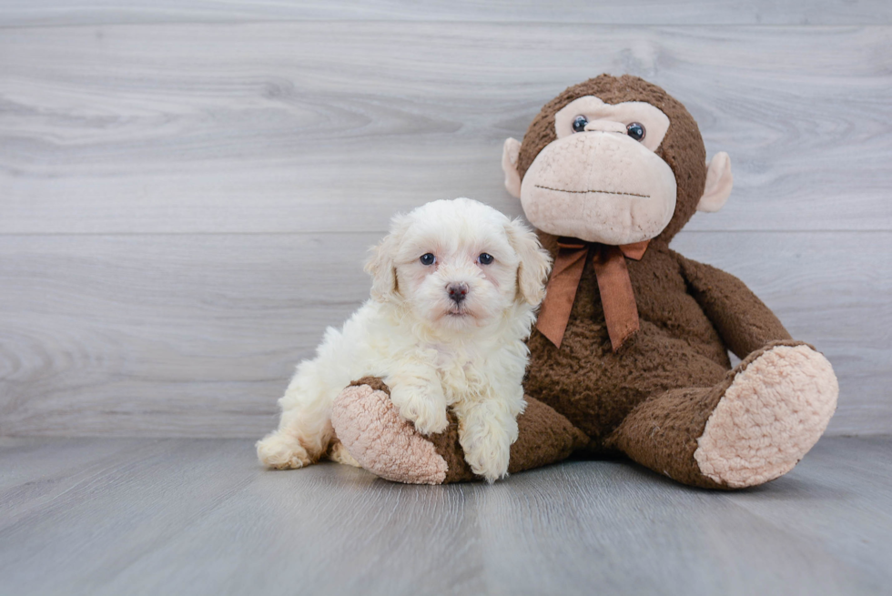 Poochon Pup Being Cute