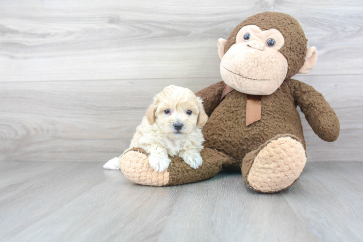 Hypoallergenic Bichpoo Poodle Mix Puppy