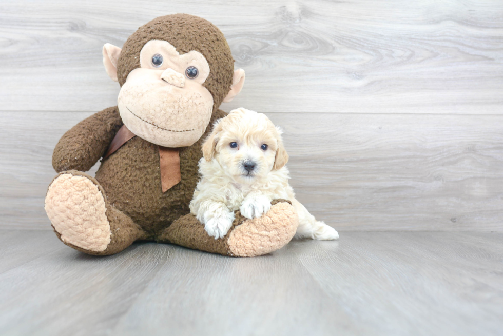 Petite Poochon Poodle Mix Pup