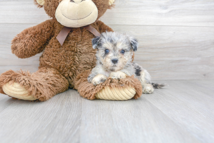Cute Bichpoo Poodle Mix Puppy