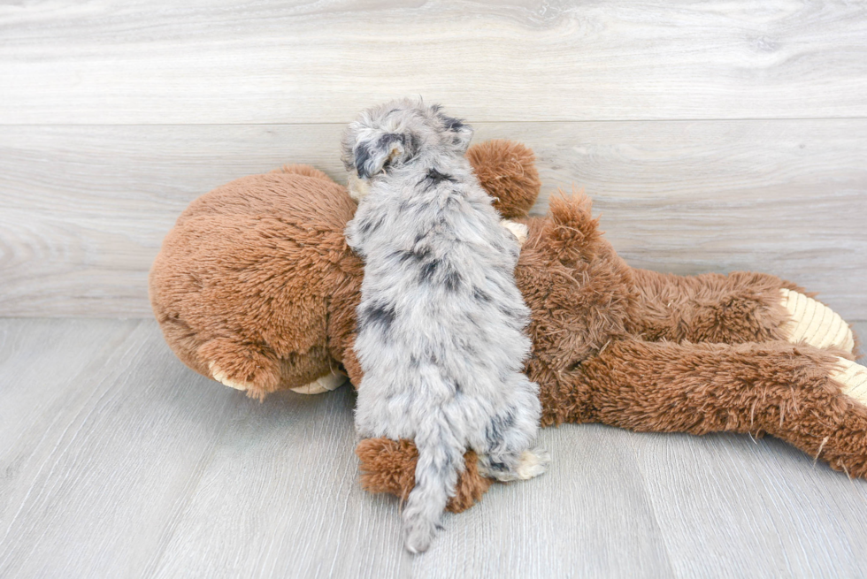 Best Poochon Baby