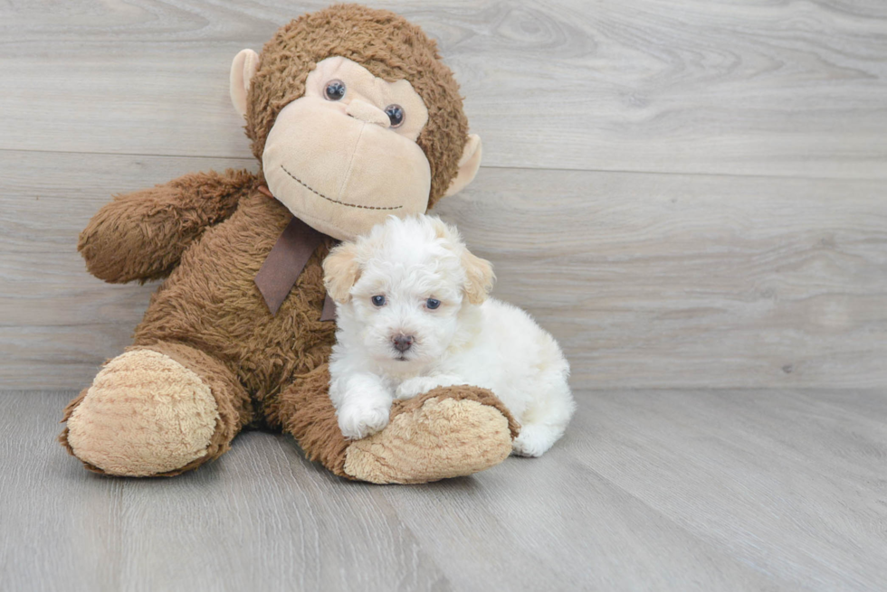 Fluffy Poochon Poodle Mix Pup