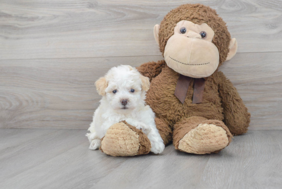 Poochon Pup Being Cute