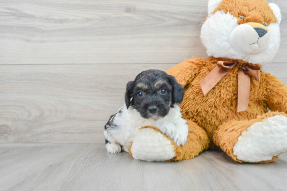 Small Poochon Baby