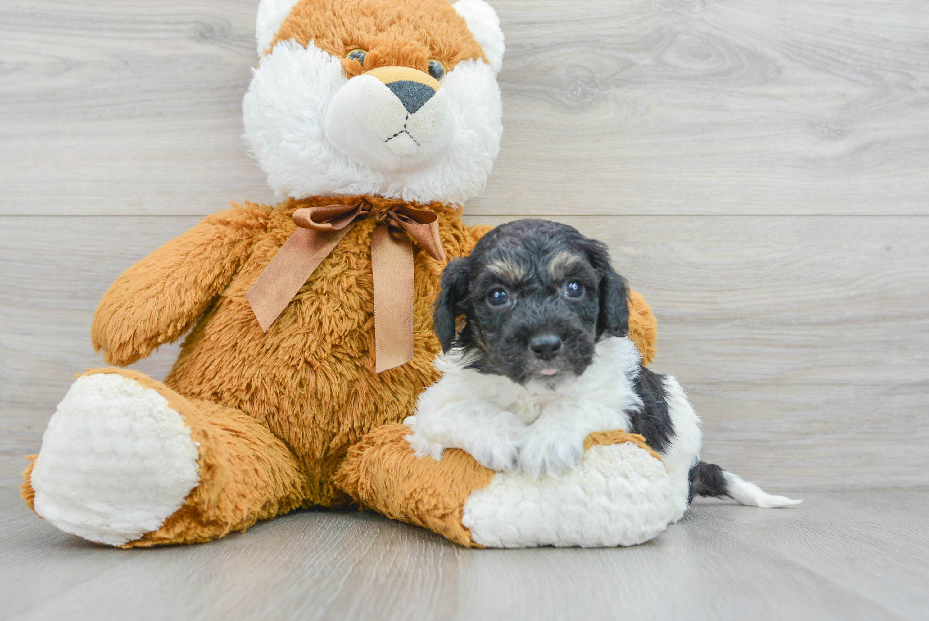 Funny Poochon Poodle Mix Pup
