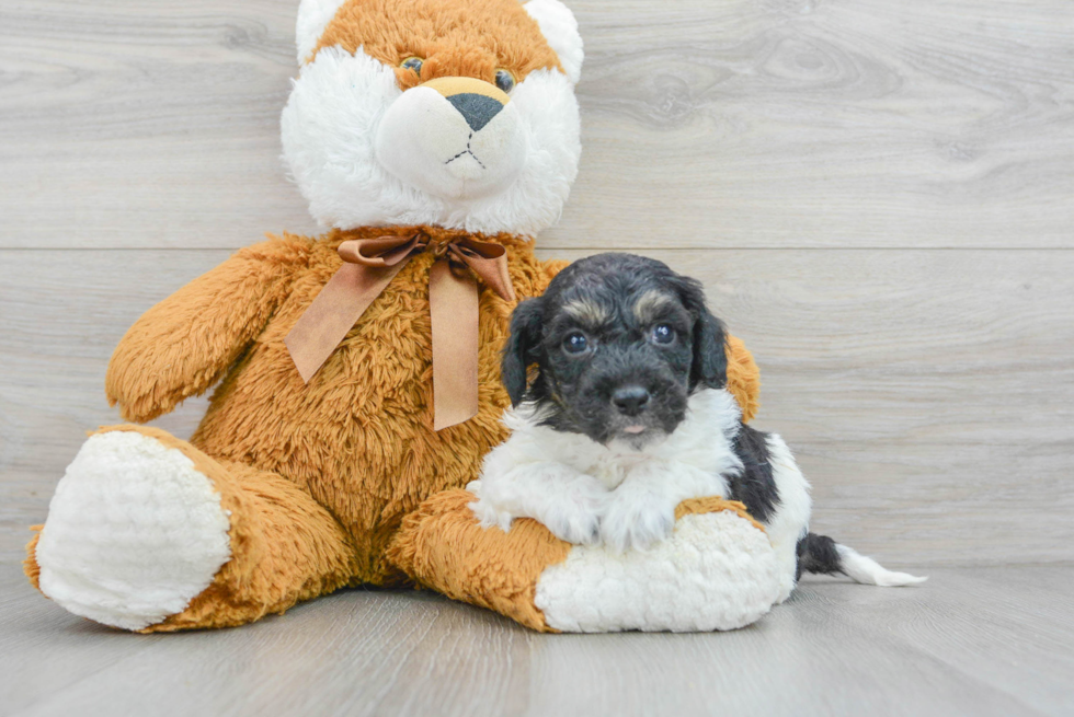 Funny Poochon Poodle Mix Pup