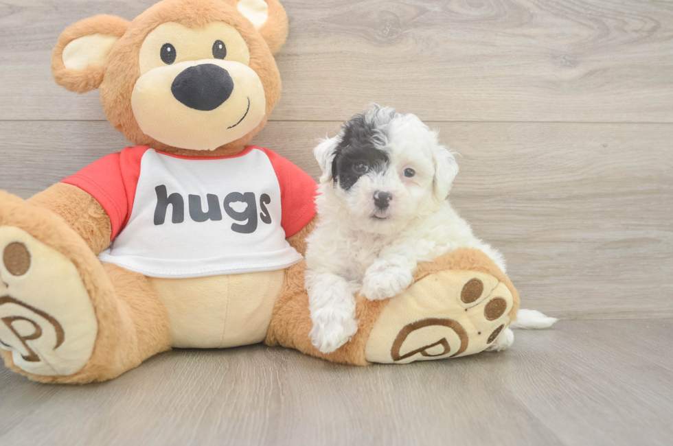 5 week old Poochon Puppy For Sale - Premier Pups