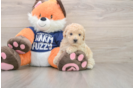 Hypoallergenic Bichpoo Poodle Mix Puppy