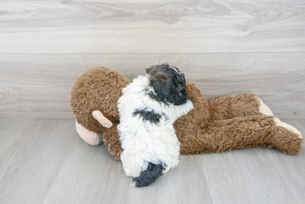 Friendly Poochon Baby