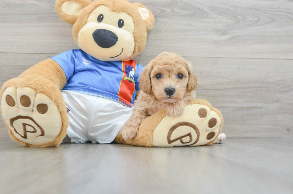 5 week old Poochon Puppy For Sale - Premier Pups