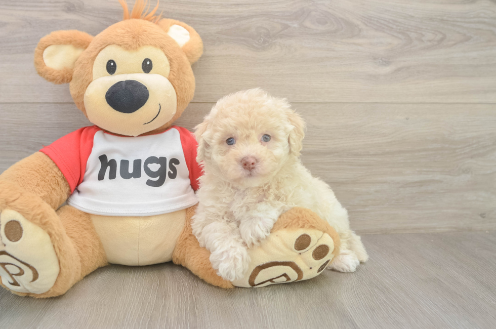 5 week old Poochon Puppy For Sale - Premier Pups
