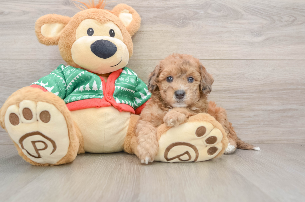 5 week old Poochon Puppy For Sale - Premier Pups