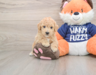 6 week old Poochon Puppy For Sale - Premier Pups