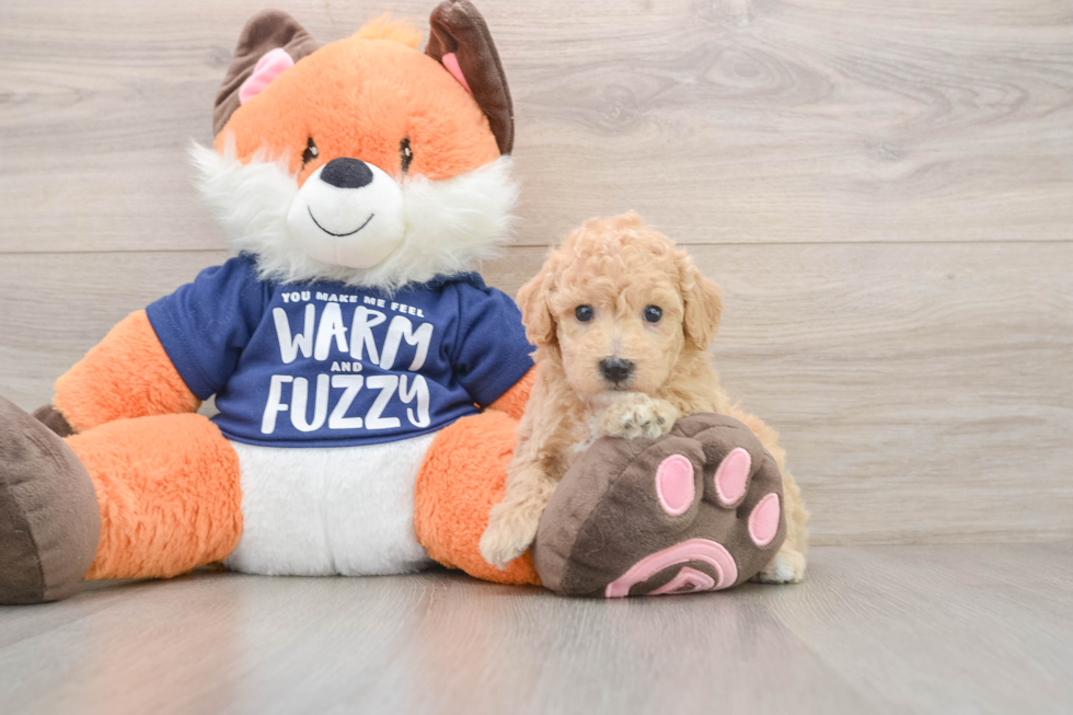 Smart Poochon Poodle Mix Pup