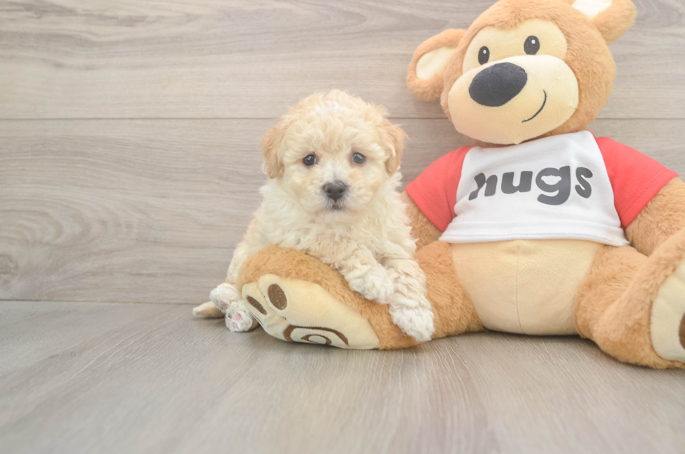 5 week old Poochon Puppy For Sale - Premier Pups