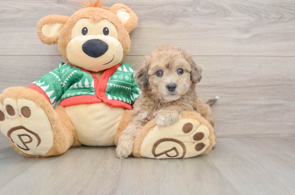 5 week old Poochon Puppy For Sale - Premier Pups