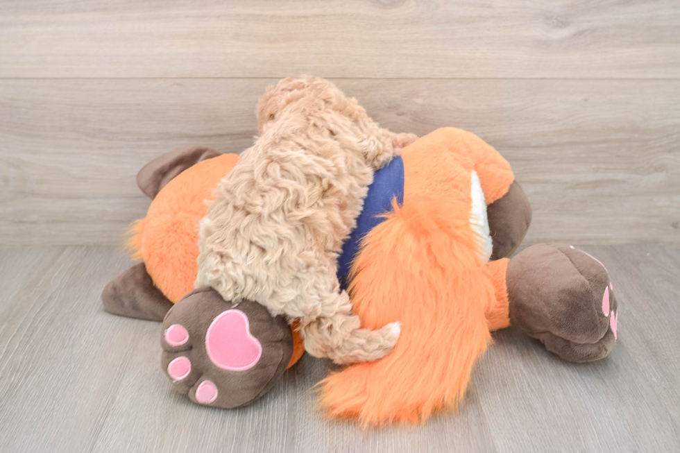 Little Bichpoo Poodle Mix Puppy