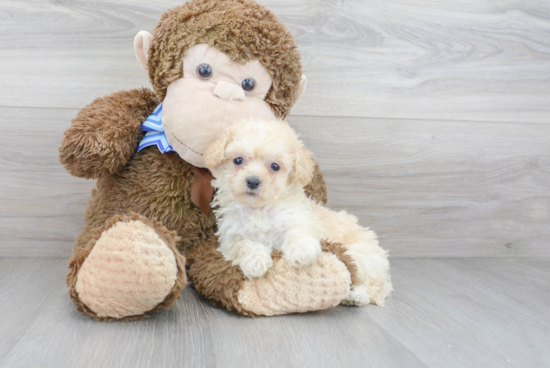 Popular Poochon Poodle Mix Pup