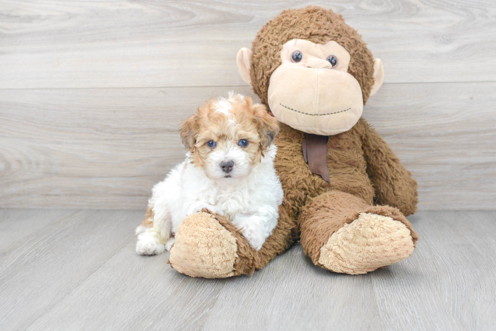 Friendly Poochon Baby