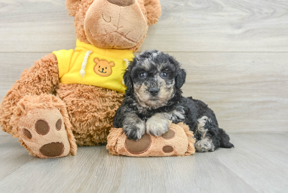 Poochon Pup Being Cute