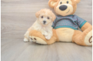 Best Poochon Baby