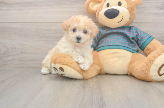 Best Poochon Baby