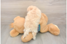 Poochon Pup Being Cute