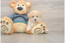 Poochon Puppy for Adoption