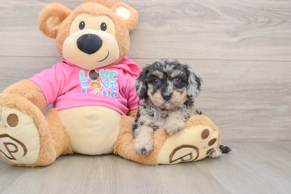 Poochon Puppy for Adoption