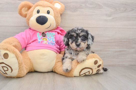 Poochon Puppy for Adoption