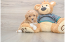 Popular Poochon Poodle Mix Pup