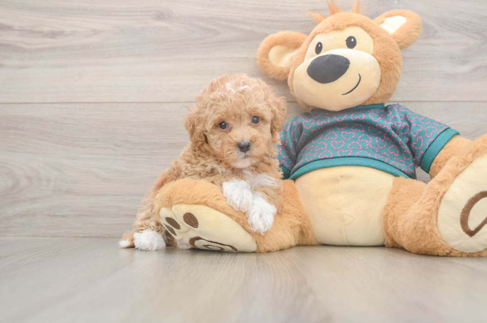 5 week old Poochon Puppy For Sale - Premier Pups