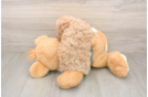 Smart Poochon Poodle Mix Pup