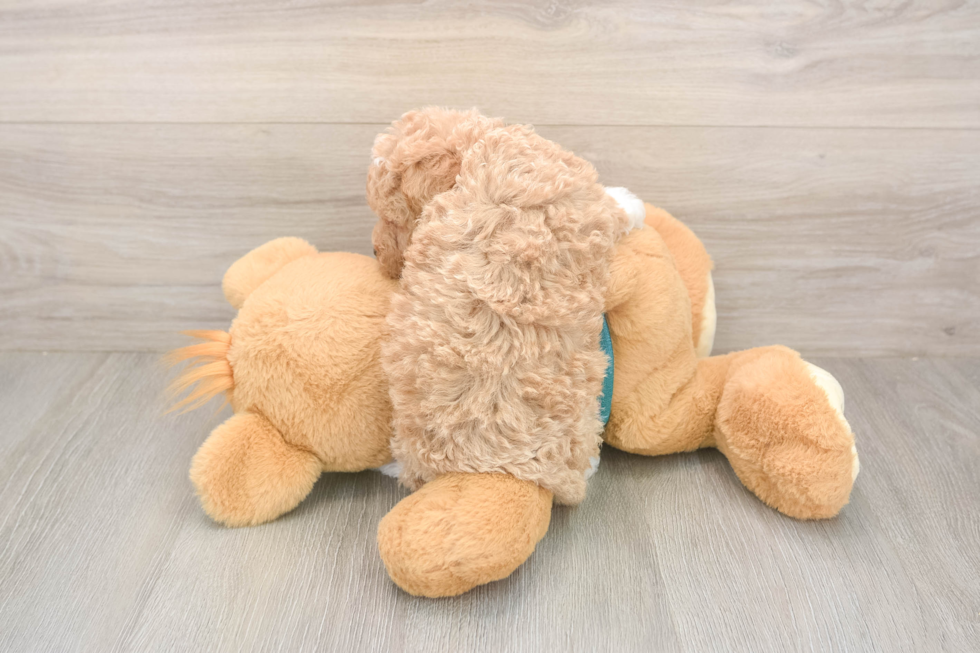 Smart Poochon Poodle Mix Pup