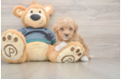 Poochon Pup Being Cute