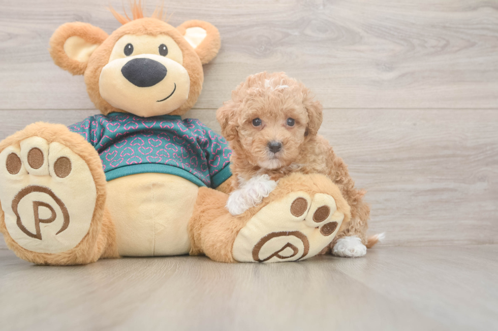 Poochon Pup Being Cute